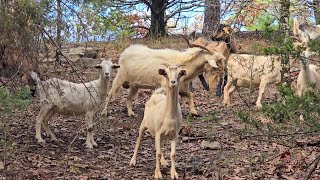 Finally got rain kiko goats [upl. by Berget]