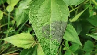 A Fascinating phenomenon in Nature  Heat response of a plant Chromolaena odorata [upl. by Lorola]