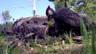 Pileated Woodpecker hard at work in Pontypool Ontario [upl. by Hadeehuat]