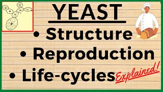 Structure of Yeast Fungi Life Cycle of Saccharomyces  Reproduction Budding in Yeast Microbiology [upl. by Kakalina635]