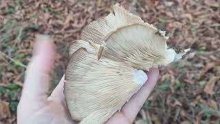 Fall Oyster Mushrooms found Roadside in a drought 111224 [upl. by Llekim]