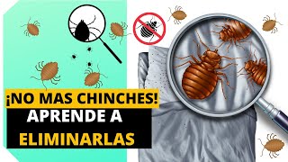 COMO ELIMINAR LAS CHINCHES DE CAMA Eficazmente EN MINUTOS  Insecticida De Chinchas [upl. by Enaywd]