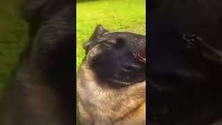 No enemies dog memes germanshepherd [upl. by Aeneg]