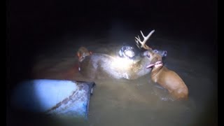 The Catahoula TwoStep  Deer Tracking Dogs Bay and Recover Buck In Pond [upl. by Johannessen]