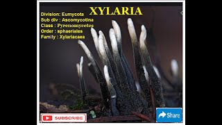 XYLARIA  Life Cycle [upl. by Mikaela]