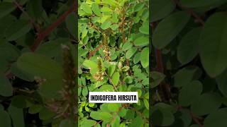 TANAMAN NILA BERBULU ‼️ Indigofera hirsuta indigofera nila Indigofera astragalina tarum [upl. by Ellebyam]