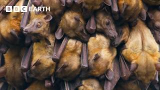 Living Up A Tree To Film Bats  The Making of Mammals  BBC Earth [upl. by Courtund]