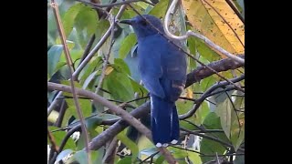 Greybellied Cuckoo  Indian Plaintive Cuckoo  Bird  Bird Watching  Wildlife  Banda  Sindhudurg [upl. by Franchot177]