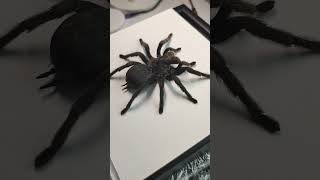 Grammostola pulchra Паук в рамке Красивый паук в рамке птицееды tarantula птицеед [upl. by Elleoj471]