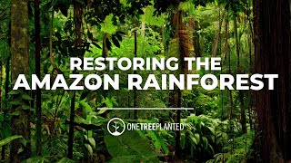 Planting Trees to Restore the Amazon Rainforest  One Tree Planted [upl. by Enyrehtac]