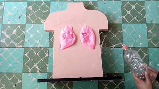 Maqueta de pulmones con Movimiento 2 [upl. by Gracye]