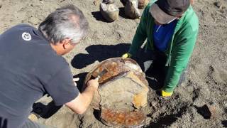 Cracking a great fossil Ammonite open [upl. by Kerri761]