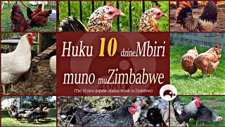 Huku dzemuZimbabwe dzineMbiri  Top 10 Chicken Breeds in Zimbabwe  Zimbabwean Agriculture  Farming [upl. by Edmunda]