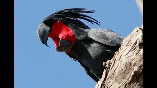 The Drumming Bird  The elusive palm cockatoo [upl. by Anitnuahs]