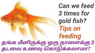 மீனிற்கு முன்று முறை உணவு கொடுக்கலாமா Can we feed three times for gold fish   Fish Aquarium Tamil [upl. by Aienahs]