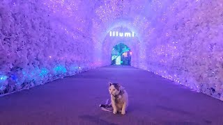 Cats Experience at Illumi Singapore [upl. by Siahc]