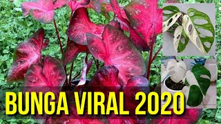 Bunga Keladi Cantik Paling Viral amp Di Minati 2020 [upl. by Duarte85]