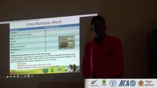 Small Ruminant Husbandry  Urea Toxicity in Molasses Urea BLock [upl. by Selena]