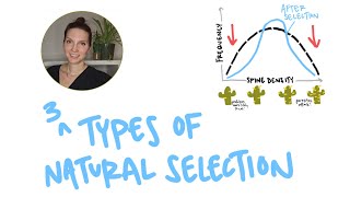 3 Types of Natural Selection Stabilizing Disruptive and Directional Selection [upl. by Yl]