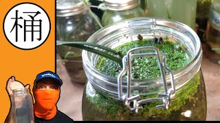 Black Kow Jar Aquarium  Build amp 7 Day Preview  Walstad Method  Snails Worms  Tons of Microfauna [upl. by Long174]