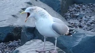 Herring Gull calling [upl. by Landsman493]