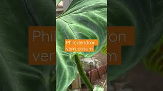 Philodendron verrucosum [upl. by Wing]