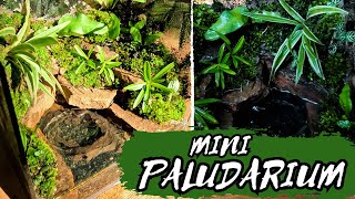 Creating a green Paludarium Ecosystem  Step by Step  Terrarioo [upl. by Noraa816]