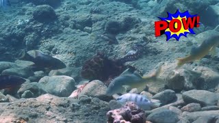 Watch Octopuses Punch Fish [upl. by Giesecke]