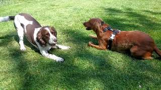 Springer Spaniel playing with a Sprocker Spaniel [upl. by Adnwahsor]