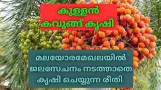 Kullan Kavungu Krishi quotINTER C MANGALAquot nadammalvlog4095 [upl. by Enohsal]