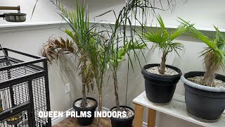 Queen palm update syagrus romanzoffiana Palm Sunday [upl. by Navlys]