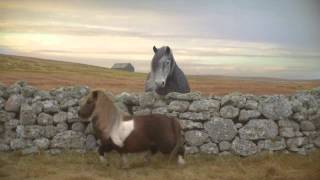 Werbung mit tanzendem Shetland Pony [upl. by Neau121]