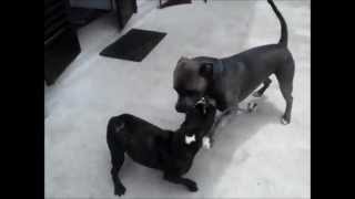 Pit bull VS bull dog francês [upl. by Severson]