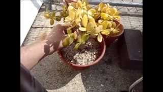 Jade Plant Crassula Ovata Hummels Sunset Repot [upl. by Aimo]