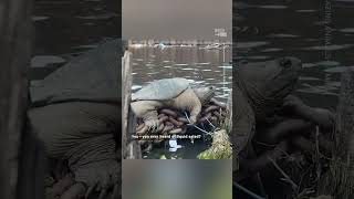 Kayakers Nickname Giant Snapping Turtle ‘Chonkosaurus’ [upl. by Ariaek]