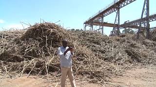 Mumias Sugar Company Begins Operations [upl. by Tiffie]