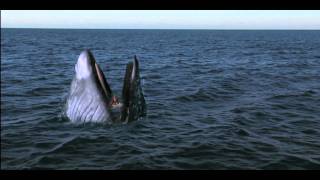 Girl Gets Swallowed By Whale  Viewer Discretion [upl. by Lachlan]