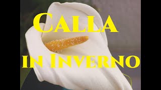 Calle in Inverno Come gestire la Calla o Zantedeschia aethiopica Tutorial Giardinaggio [upl. by Esyak569]