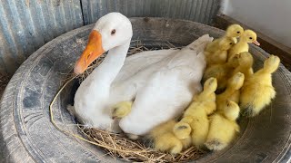 Amazing Pekin Duckling Hatching From Eggs  Nee Baby Duck Born [upl. by Larochelle]