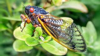 cicada singing sound effect  cicadas buzzing sound  cicadas sound effect [upl. by Aira]