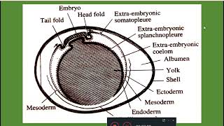 Development of amnion and chorion in chick Dr Seema Menon [upl. by Dowell]