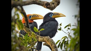 Birds of the Indian Himalaya [upl. by Tanhya]