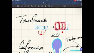 Formación del tubo neural [upl. by Attenol]
