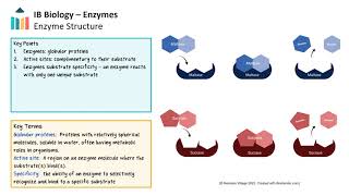 Enzymes IB Biology SLHL [upl. by Anilos]