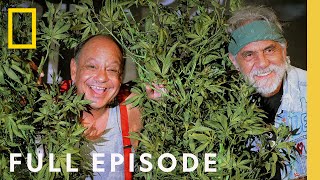 Legal Marijuana in America The New Green Rush Full Episode  Nat Geo Investigates [upl. by Inafets]