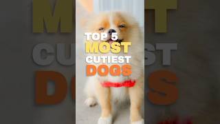 Top 5 MOST Cutiest Dogs in the world [upl. by Ycaj157]