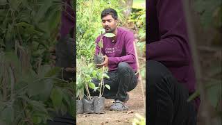 Miriyalu Plants  Black Pepper Plants  Spices Plants In Telugu  Kadiyam Abbai  Shorts  240 [upl. by Santos]