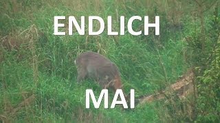 Jagd  Böcke und Schmalrehe im Mai [upl. by Leckie666]