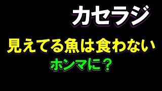 【カセラジ】見えてる魚は食わないは本当か？食わせる方法は？ [upl. by Arthur]