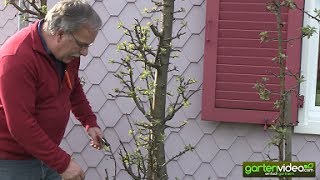 Wie schneide ich einen älteren Malini Apfelbaum Säulenapfelbaum [upl. by Dryden]